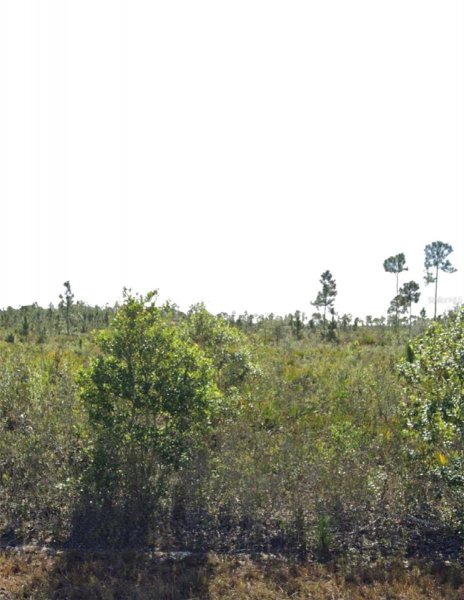 903 CALLIANDRA Dr INDIAN LAKE ESTATES, FL 33855