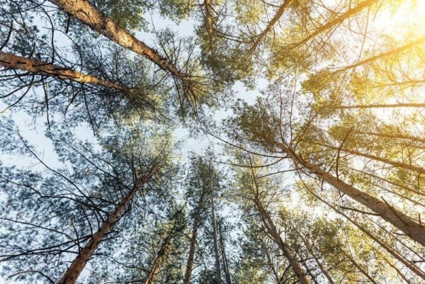 107 JAPONICA Ave INDIAN LAKE ESTATES, FL 33855